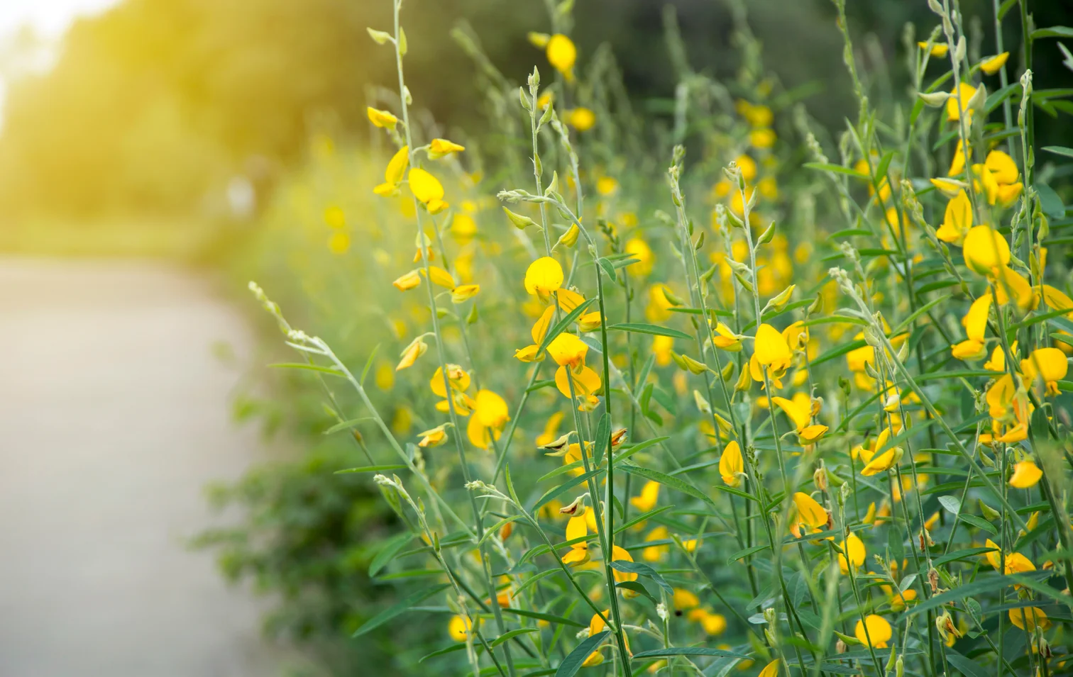 Cultivate Your Own Food Masterpiece