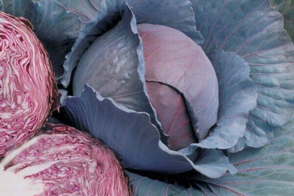 Blog - Study Hall - Top 5 Reasons To Plant Flowers In Your Vegetable Garden